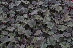 Heuchera 'Binoche' P9 - afbeelding 4
