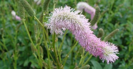 Sanguisorba officinalis 'Pink Brushes' P9 - afbeelding 1