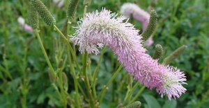 Sanguisorba officinalis 'Pink Brushes' P9 - afbeelding 1
