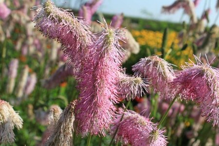 Sanguisorba officinalis 'Pink Brushes' P9 - afbeelding 2