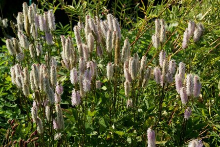 Sanguisorba officinalis 'Pink Brushes' P9 - afbeelding 3