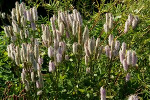 Sanguisorba officinalis 'Pink Brushes' P9 - afbeelding 3