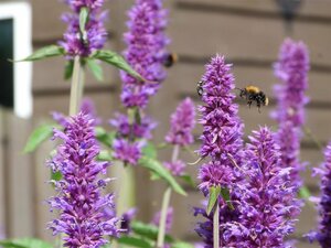 Agastache 'Blue Boa' P9 - afbeelding 2