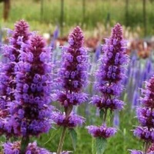 Agastache 'Blue Boa' P9 - afbeelding 3