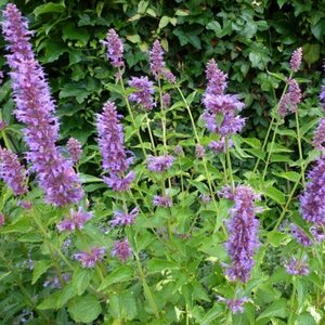 Agastache 'Blue Boa' P9 - afbeelding 5