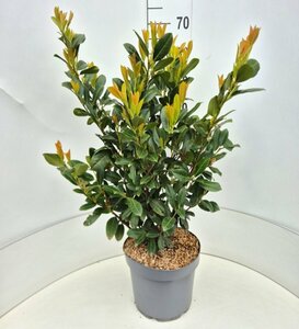 Prunus laur. 'Titan' ST. 120 C.