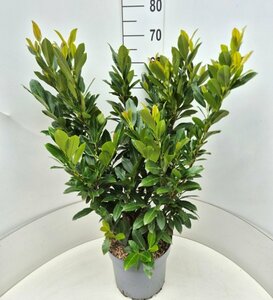 Prunus laur. 'Titan' - afbeelding 2