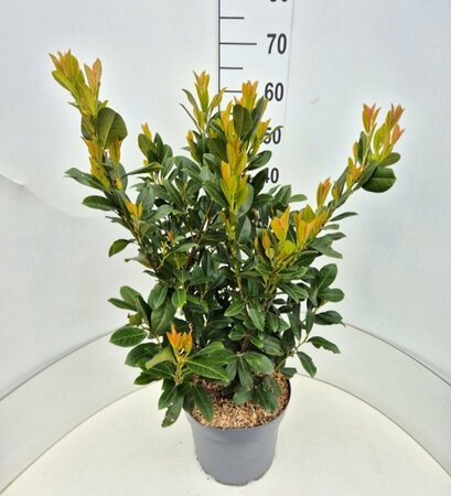 Prunus laur. 'Titan' - afbeelding 3