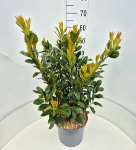 Prunus laur. 'Titan' - afbeelding 3