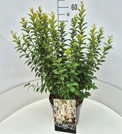 Prunus tomentosa