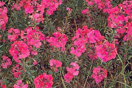 Erysimum 'Constant Cheer' P9 - afbeelding 1