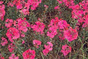 Erysimum 'Constant Cheer' P9