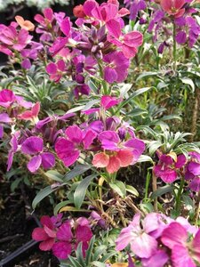 Erysimum 'Constant Cheer' P9 - afbeelding 2