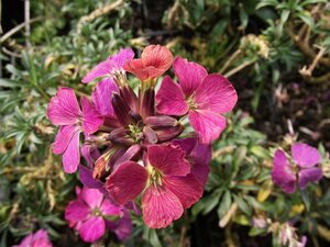 Erysimum 'Constant Cheer' P9 - afbeelding 3