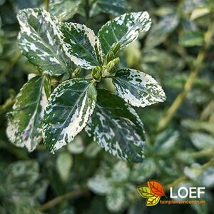Euonymus fortunei 'Harlequin' 15/20 C.