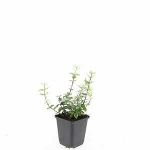 Euonymus fortunei 'Harlequin' - afbeelding 3