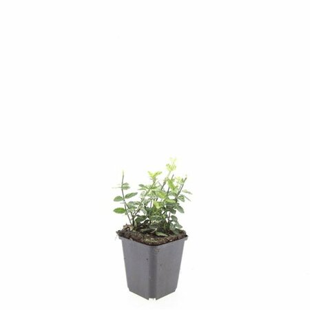 Euonymus fortunei 'Harlequin' - afbeelding 5