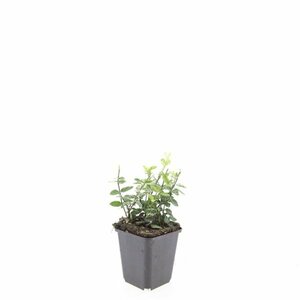 Euonymus fortunei 'Harlequin' - afbeelding 5