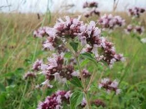 Origanum vulgare C1.5 - afbeelding 7