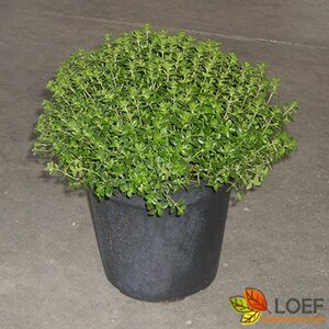 Thymus citriodorus C1.5