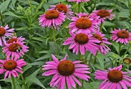 Echinacea purpurea 'Fatal Attraction' C2 - afbeelding 4