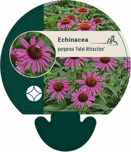 Echinacea purpurea 'Fatal Attraction' C2 - afbeelding 2