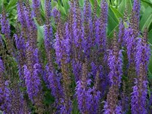 Salvia nemorosa 'Mainacht' C2 - afbeelding 7