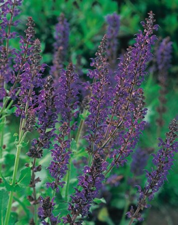 Salvia nemorosa 'Mainacht' C2 - afbeelding 6