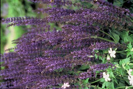 Salvia nemorosa 'Mainacht' C2 - afbeelding 9