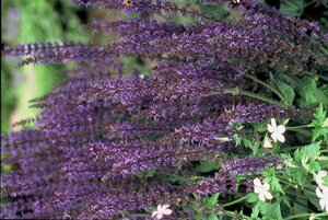Salvia nemorosa 'Mainacht' C2 - afbeelding 9