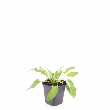 Salvia nemorosa 'Mainacht' C2 - afbeelding 11