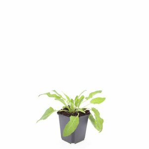 Salvia nemorosa 'Mainacht' C2 - afbeelding 11