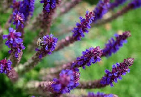Salvia nemorosa 'Mainacht' C2 - afbeelding 3