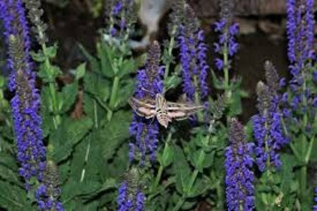 Salvia nemorosa 'Mainacht' C2 - afbeelding 2