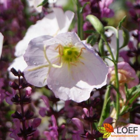 Oenothera speciosa 'Siskiyou' P9 - afbeelding 1