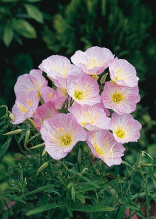 Oenothera speciosa 'Siskiyou' P9 - afbeelding 4