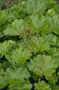 Darmera peltata P9