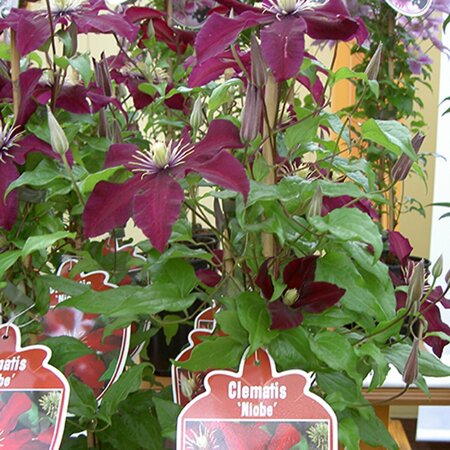 Clematis 'Niobe' C2 - afbeelding 1
