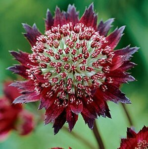 Astrantia major 'Moulin Rouge' C2 - afbeelding 4