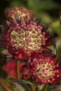 Astrantia major 'Moulin Rouge' C2 - afbeelding 6