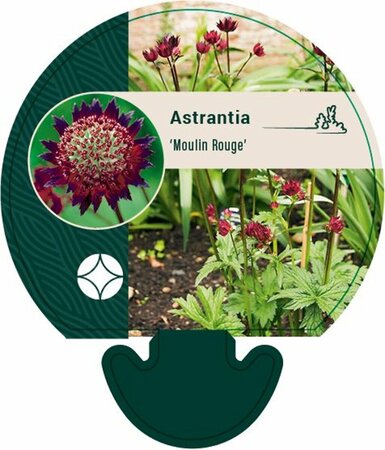 Astrantia major 'Moulin Rouge' C2 - afbeelding 2