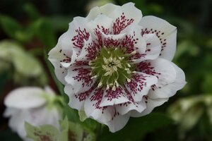 Helleborus or. 'Double Ellen White Spotted' P9