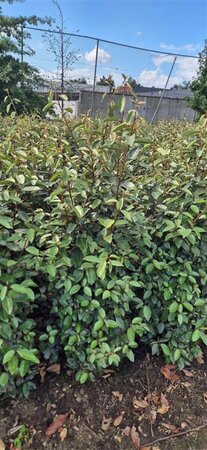 Elaeagnus ebbingei - afbeelding 7