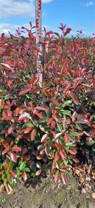 Photinia fraseri 'Red Robin' ST. 200 8-10 C. Lei - afbeelding 2