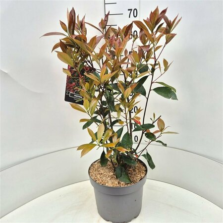 Photinia fraseri 'Red Robin' ST. 200 8-10 C. Lei - afbeelding 7