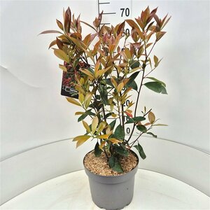 Photinia fraseri 'Red Robin' ST. 200 8-10 C. Lei - afbeelding 7