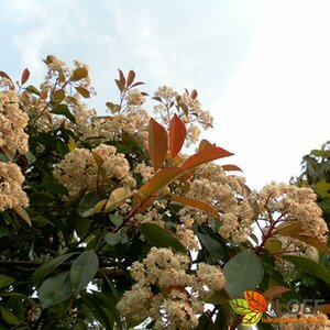 Photinia fraseri 'Red Robin' ST. 200 8-10 C. Lei - afbeelding 2