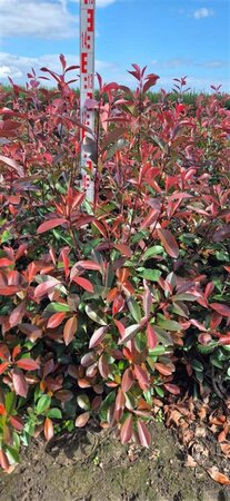 Photinia fraseri 'Red Robin' ST. 200 8-10 C. Lei - afbeelding 16