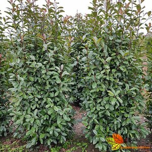 Photinia fraseri 'Red Robin' ST. 200 8-10 C. Lei - afbeelding 4