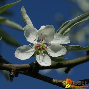 Pyrus salicifolia 'Pendula' - afbeelding 2